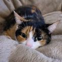 Photo of Luna