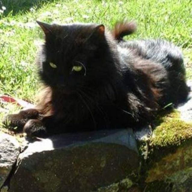 Photo of Cooper And Smudge   Bonded Brothers