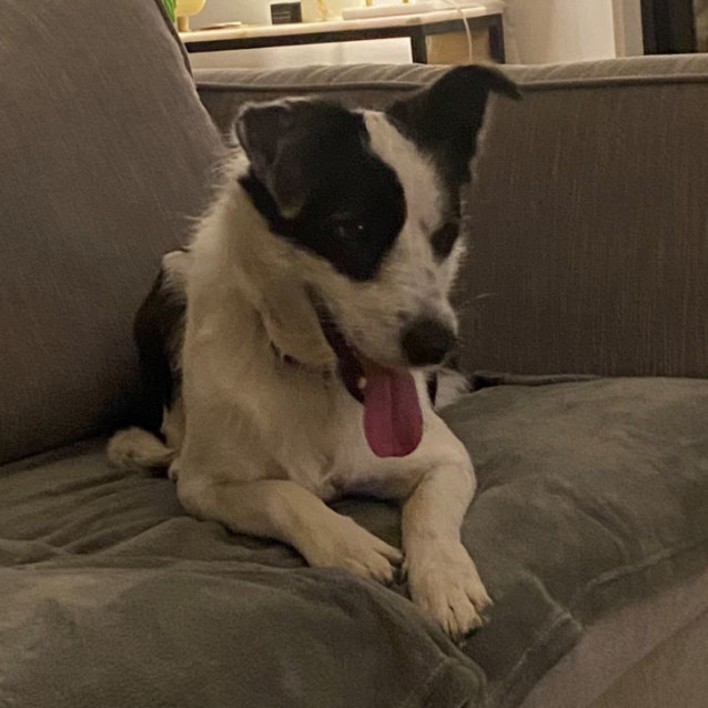 Photo of Checkers