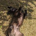 Photo of Moose