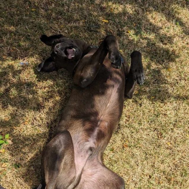 Photo of Moose