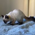 Photo of Jack (Kitten)
