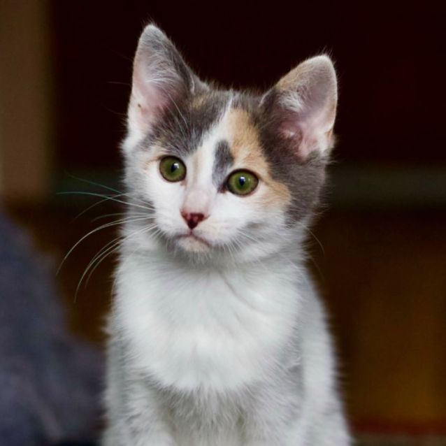 Photo of 💛 Sachi 💛