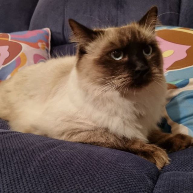 Photo of Marshmallow 