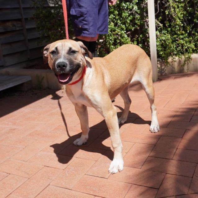 Photo of Piper