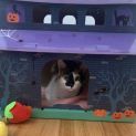 Photo of Pumpkin