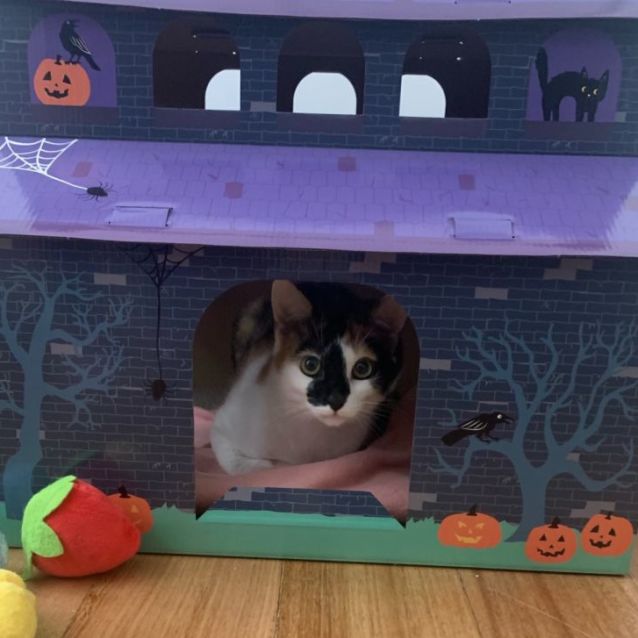 Photo of Pumpkin