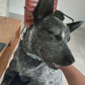 Photo of Shadow