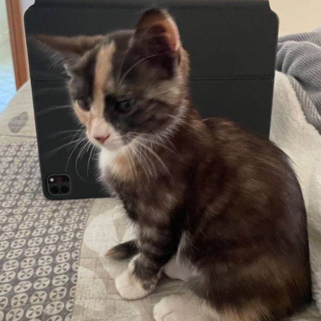 Photo of Maple