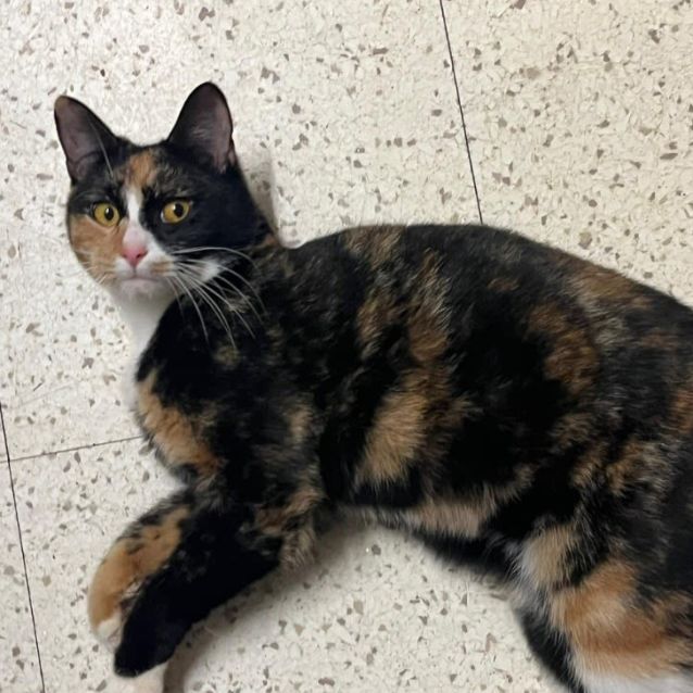 Photo of Mini Cheddar