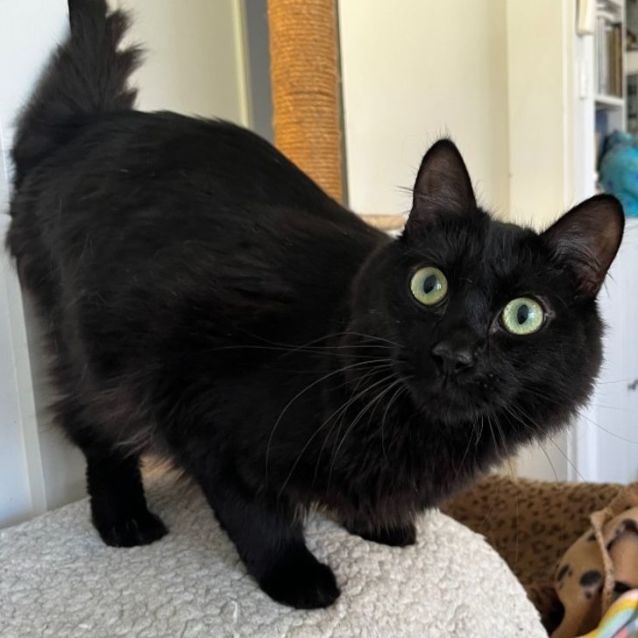 Photo of Alex *9 Lives Project Rescue*