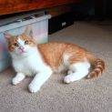 Photo of Pumpkin