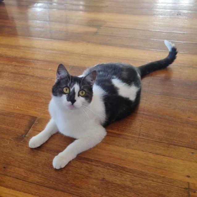 Photo of Mandolin & Viola (Located In Werribee South)