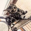 Photo of Paw Paw**2nd Chance Cat Rescue**