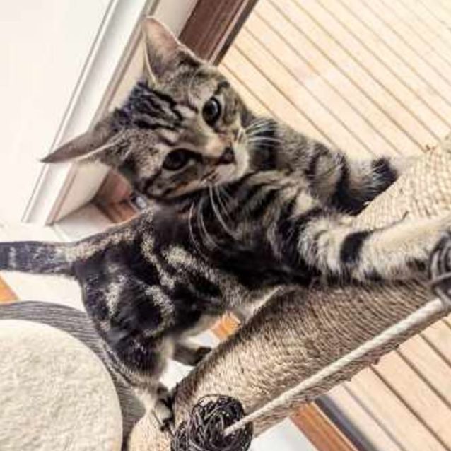 Photo of Paw Paw**2nd Chance Cat Rescue**