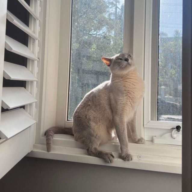 Photo of Nala