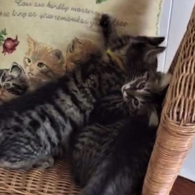 Photo of Horace ^^Dandy Cat Rescue^^