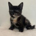Photo of Twinkie