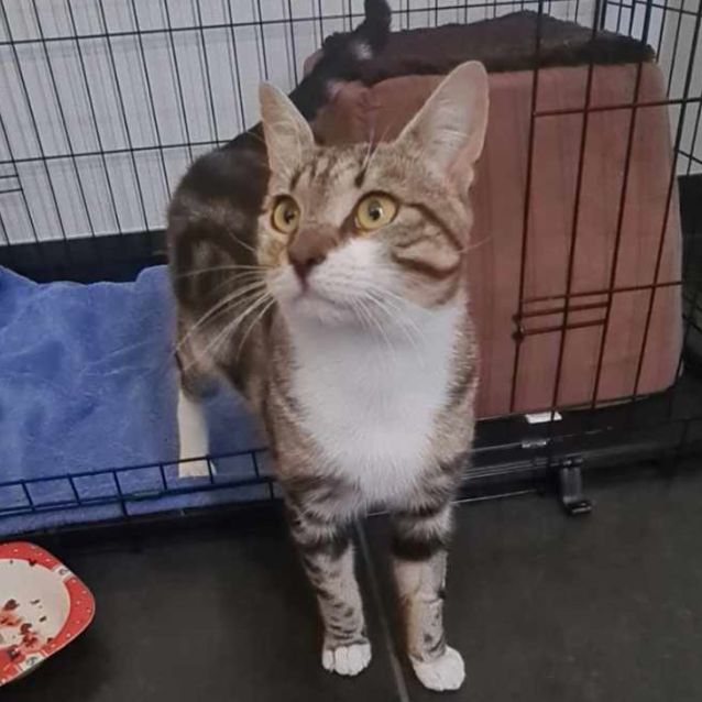 Photo of Henry Winkler