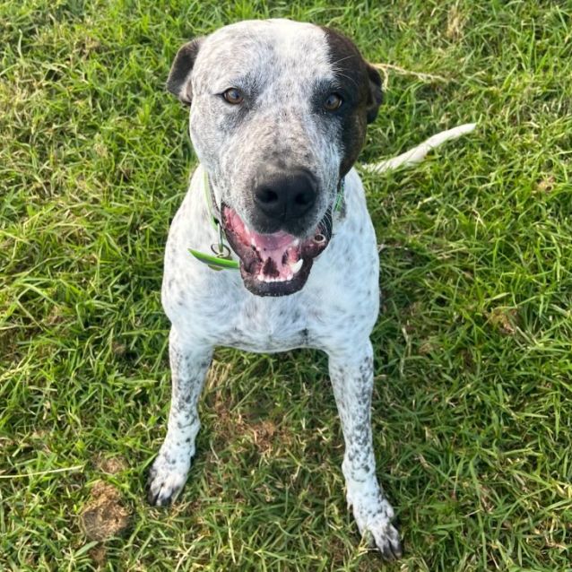 ZacDara Large Male Great Dane x Staghound Mix Dog in VIC PetRescue