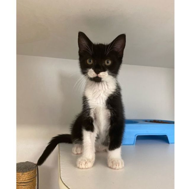 Photo of Baxter