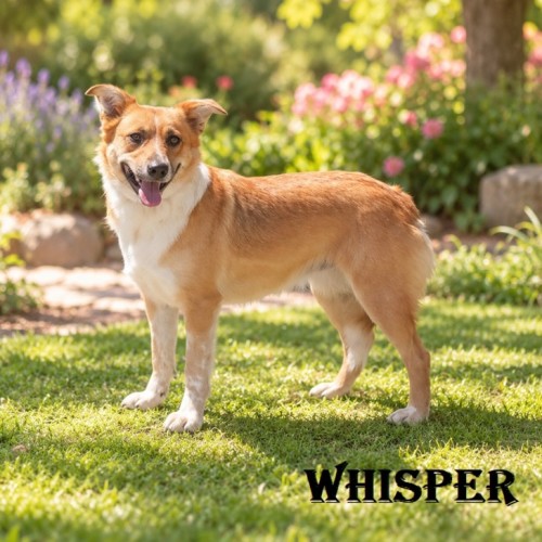 Whisper