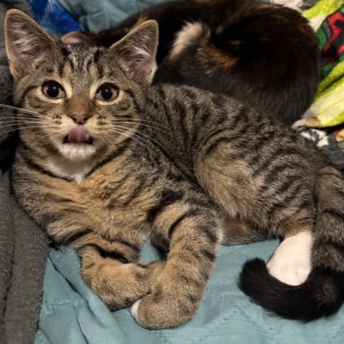 Clayface **2nd Chance Cat Rescue**