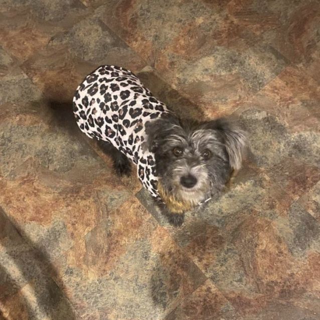 Photo of Zelda Imp 1191