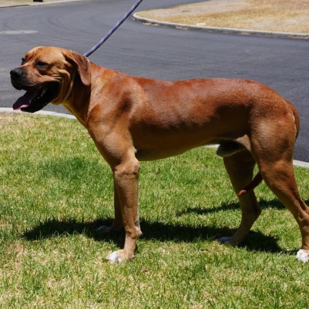 Photo of Apollo
