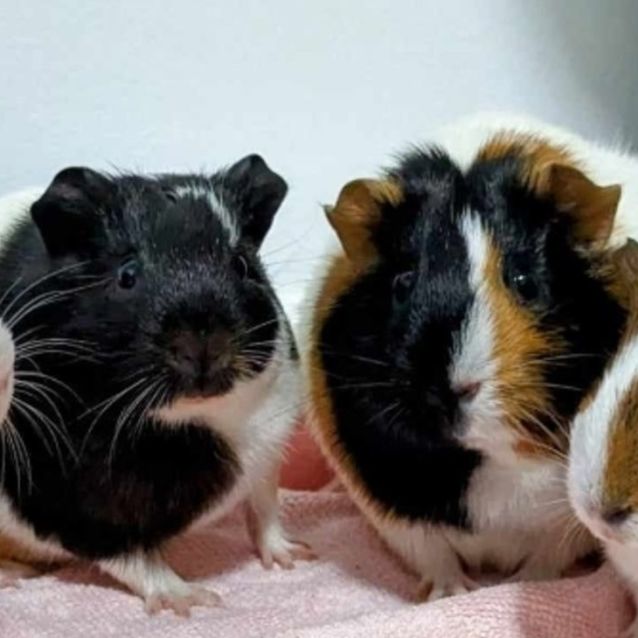 Photo of 🐹May And Daisy🐹