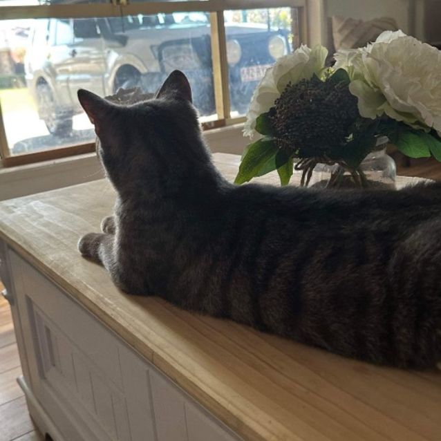 Photo of Milo