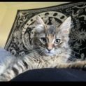 Photo of Eevee