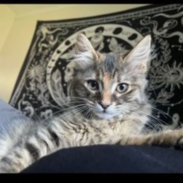 Photo of Eevee