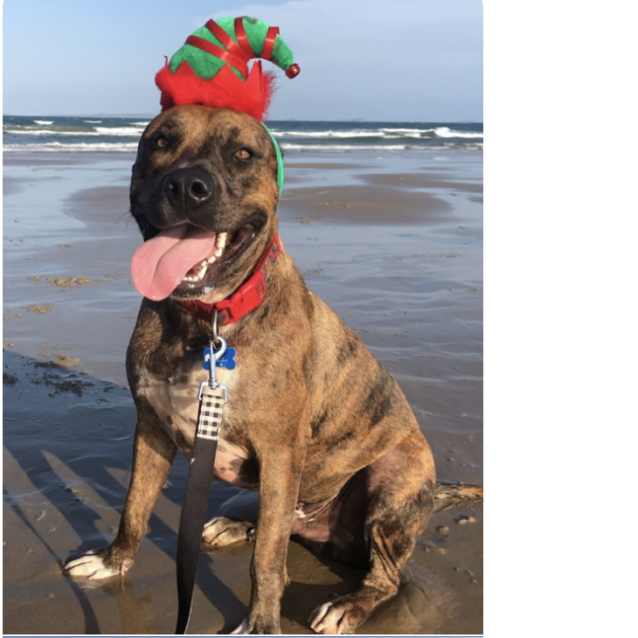 Photo of Druber (Now On Adoption Trial)