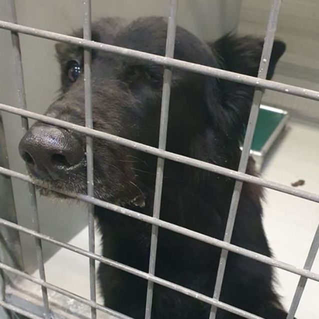 Photo of Midnight Dl2702