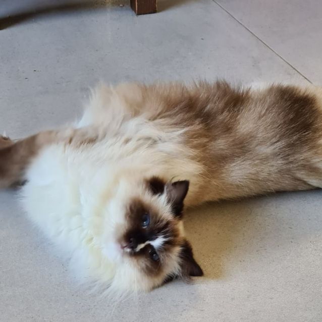 Photo of Marshmallow