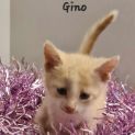 Photo of Gino