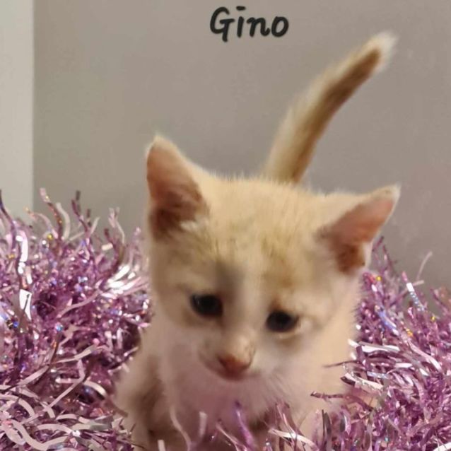 Photo of Gino