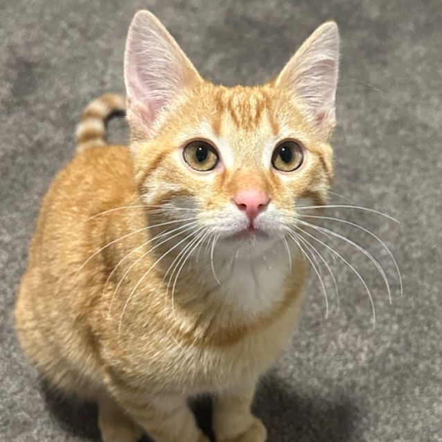 Photo of Tigger 🐈