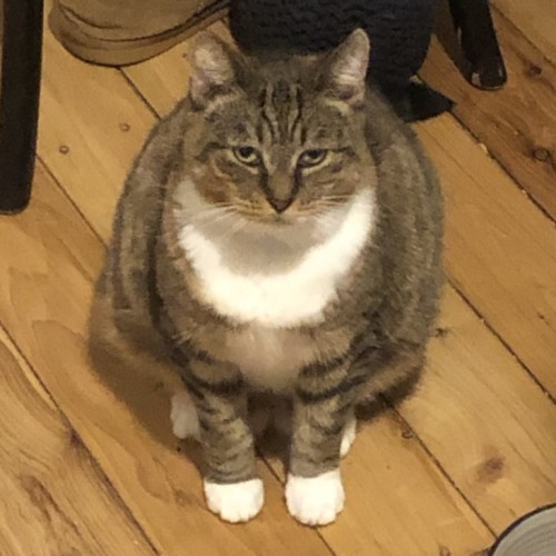 No photo for Miss Brown