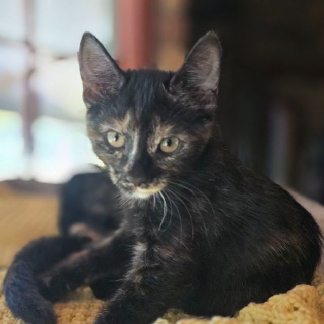 Photo of Violet🐈‍⬛️