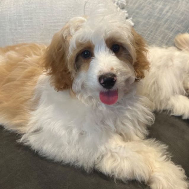 Photo of Clifford 🧸💙