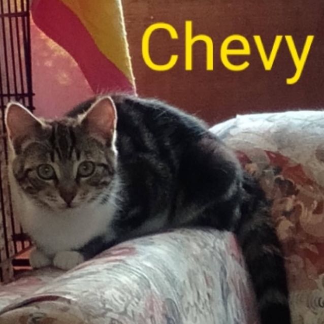 Photo of ⭐️ Chevy And Tiger ⭐️