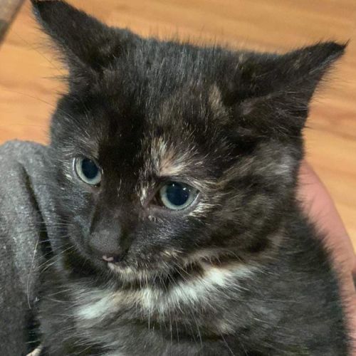 Portello**2nd Chance Cat Rescue**