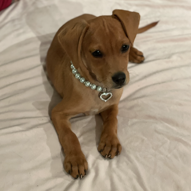 Dachshund kelpie hotsell