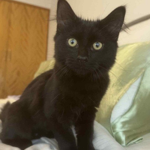 No photo for Cleopatra