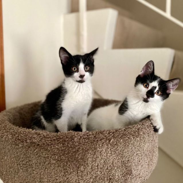 Photo of 🦇Mickey🦇