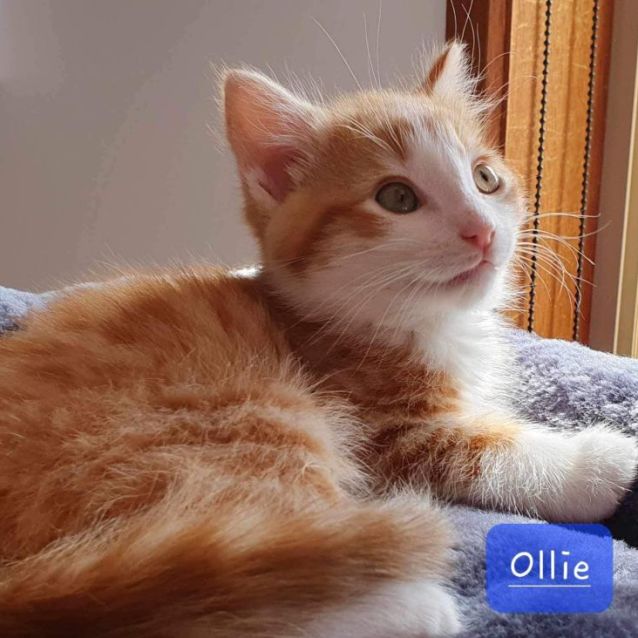 Photo of Ollie