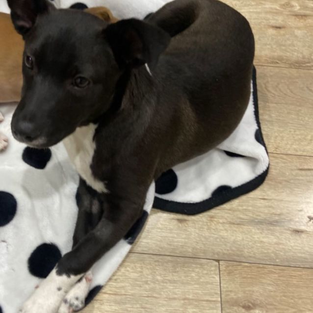 Photo of Pippa