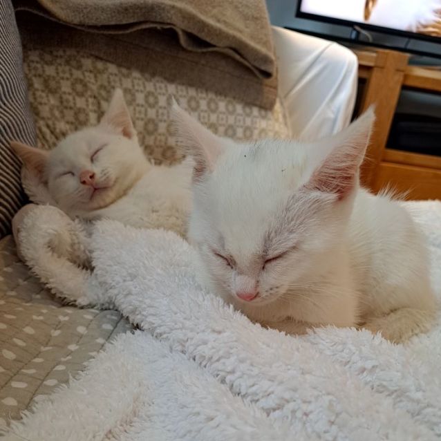 Photo of Adora & Aladdin